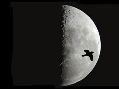 Profilo uccello contro luna